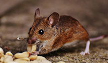 24 Hour & Emergency Exterminators in Lucas, MS